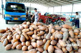 農(nóng)產(chǎn)品進能源新時代 國際基金瘋炒驅動下的機遇與挑戰(zhàn)