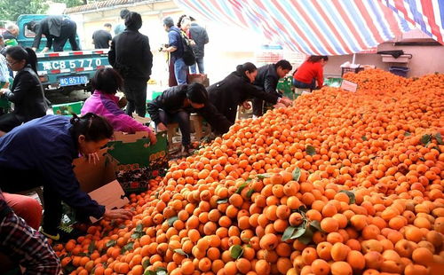 農(nóng)產(chǎn)品滯銷補(bǔ)貼政策解讀 最高34萬，您能領(lǐng)多少？